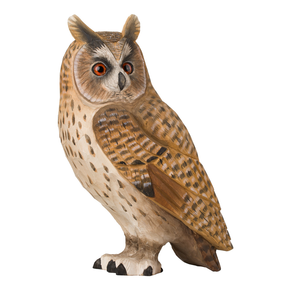 Waldohreule - Long-eared Owl