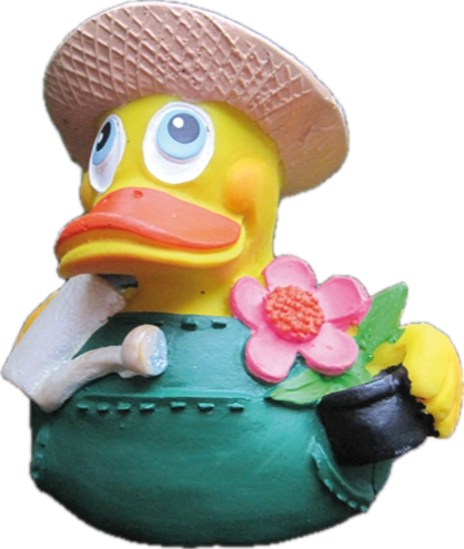 Quitscheente als Gärtner