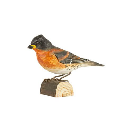 Bergfink - Brambling Bergfink - Brambling