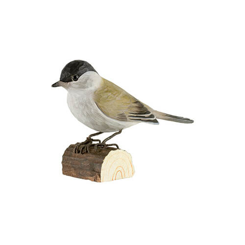 Mönchsgrasmücke - Blackcap