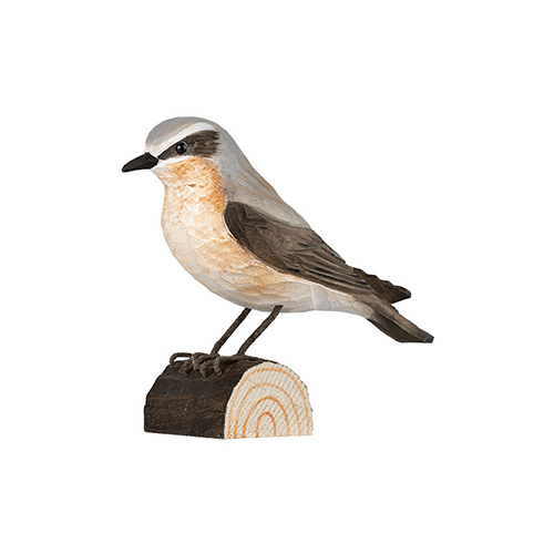 Steinschmätzer - Northern Wheatear