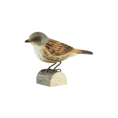 Heckenbraunelle - Dunnock Heckenbraunelle - Dunnock