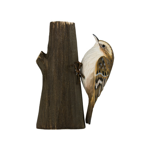 Waldbaumläufer - Common Treecreeper