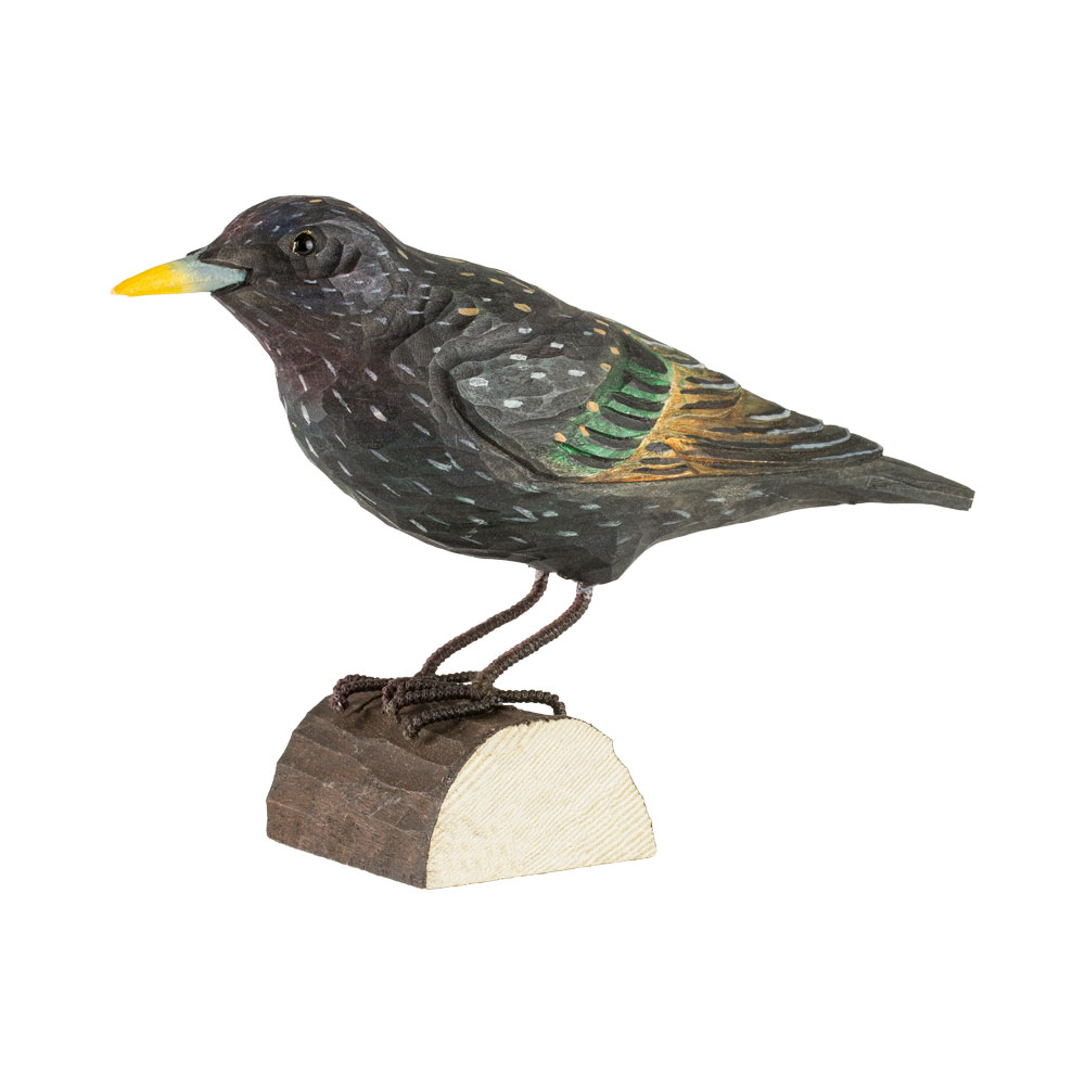 Star - Starling Star - Starling
